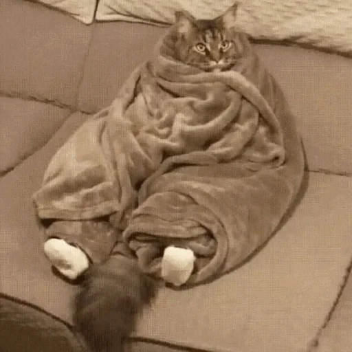 🥶 Стикер «Funny Cats» для Telegram