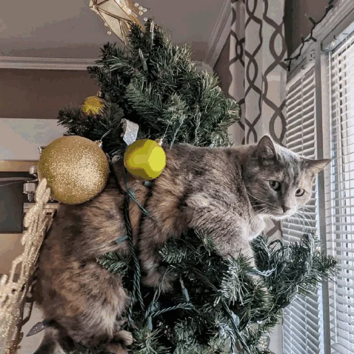 🎄 Стикер «Funny Cats» для Telegram