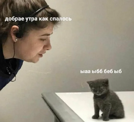 🥴 Стикер «Funny Cats» для Telegram