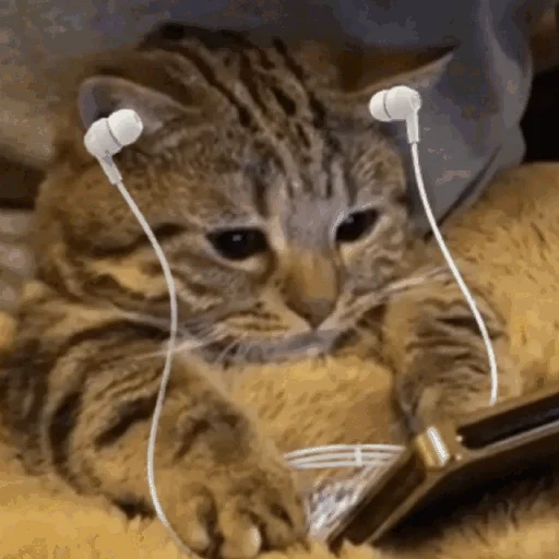 🎧 Стикер «Funny Cats» для Telegram