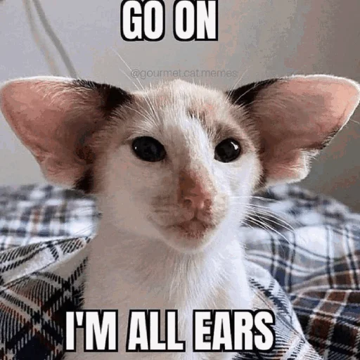 👂 Стикер «Funny Cats» для Telegram