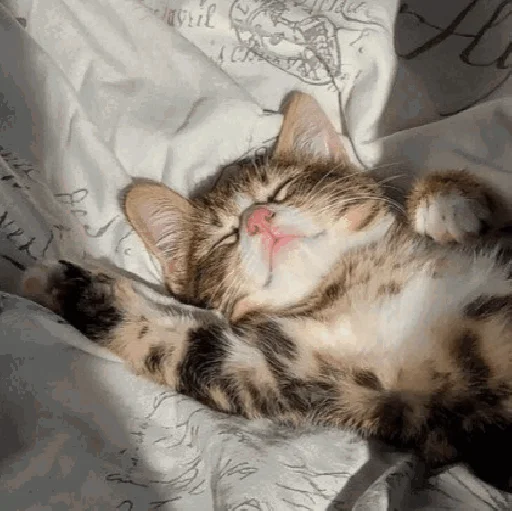 😴 Стикер «Funny Cats» для Telegram