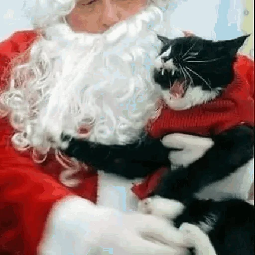 🎅 Стикер «Funny Cats» для Telegram