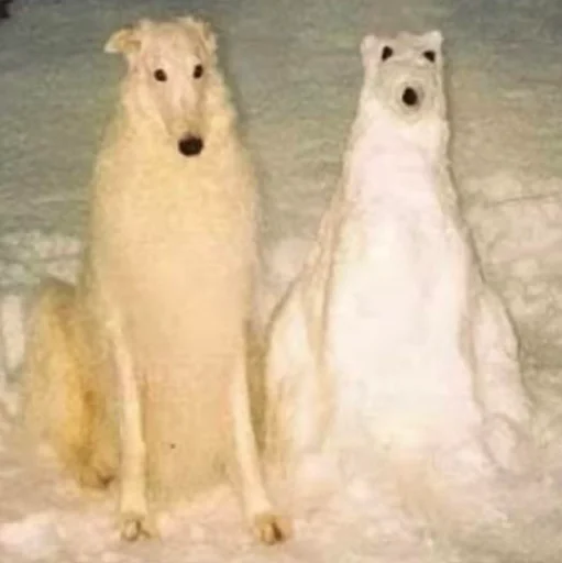 ⛄ Стикер «Funny Cats» для Telegram