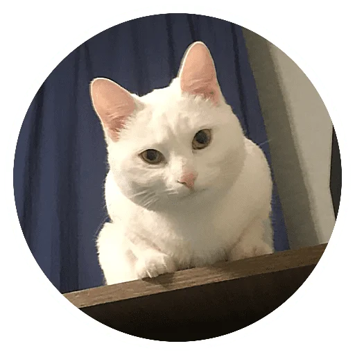 🥸 Стикер «Бети 3» для Telegram