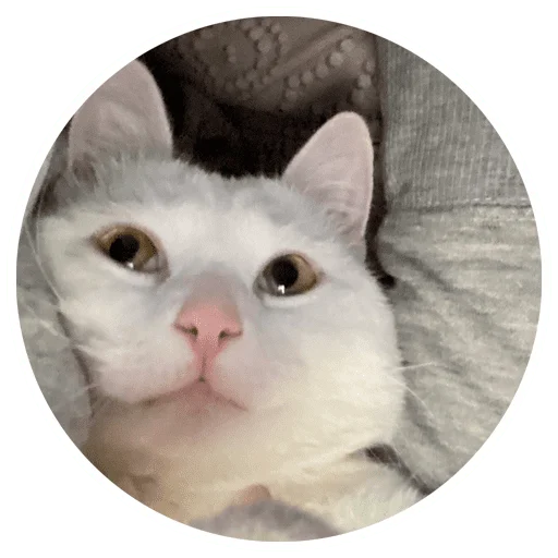😺 Стикер «Бети 3» для Telegram