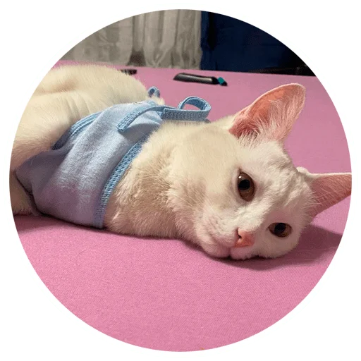 😣 Стикер «Бети 3» для Telegram