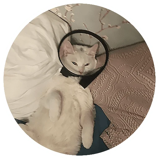 🙃 Стикер «Бети 3» для Telegram