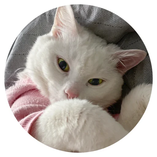 😊 Стикер «Бети 3» для Telegram