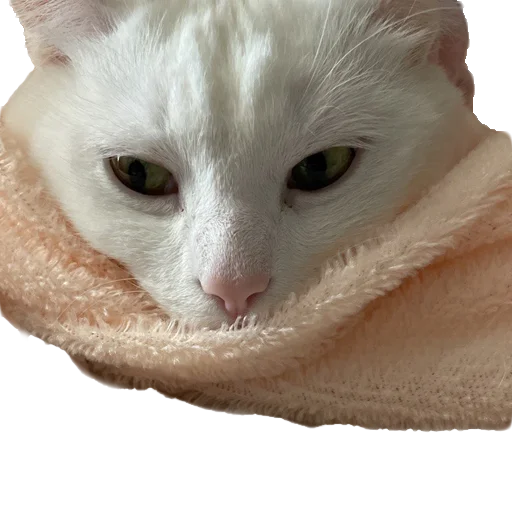 🤧 Стикер «Бети 3» для Telegram