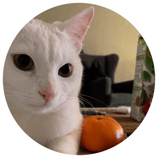 🍊 Стикер «Бети 3» для Telegram
