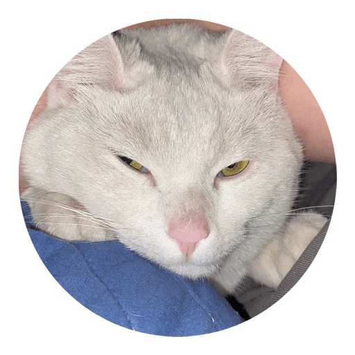 🌚 Стикер «Бети 3» для Telegram