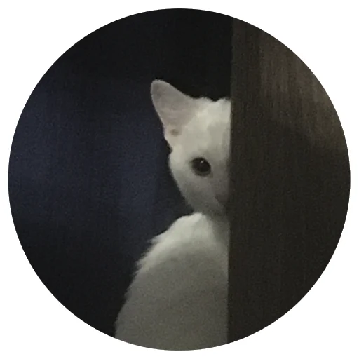 😼 Стикер «Бети 3» для Telegram