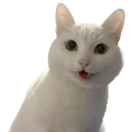 🐈 Стикер «Бети 3» для Telegram