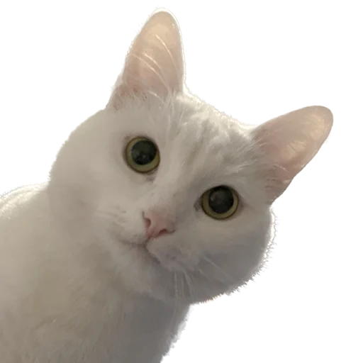 🙃 Стикер «Бети 3» для Telegram
