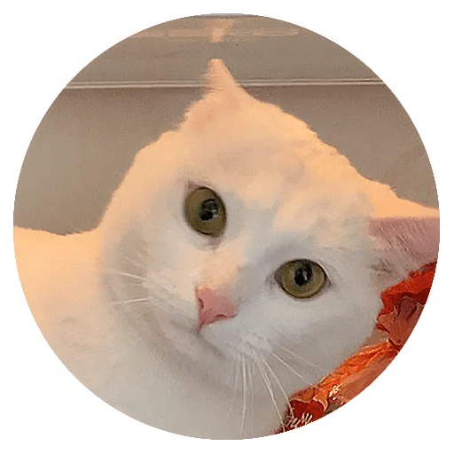 😲 Стикер «Бети 3» для Telegram