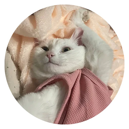 🥴 Стикер «Бети 3» для Telegram