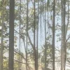 🤩 Эмодзи «Beyond Pages» для Telegram