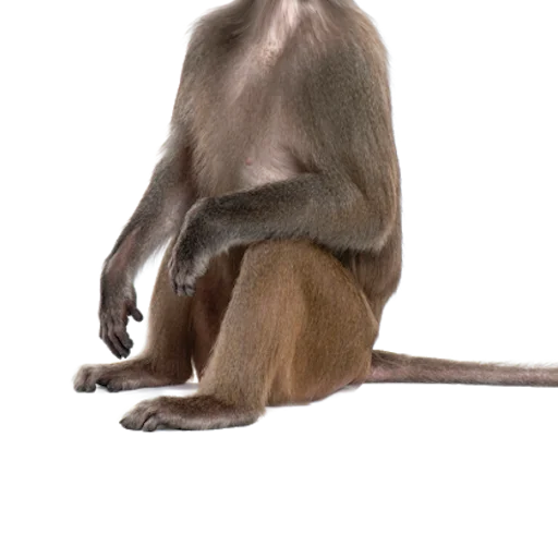 🐒 Стикер «BodiesFacesImproved» для Telegram