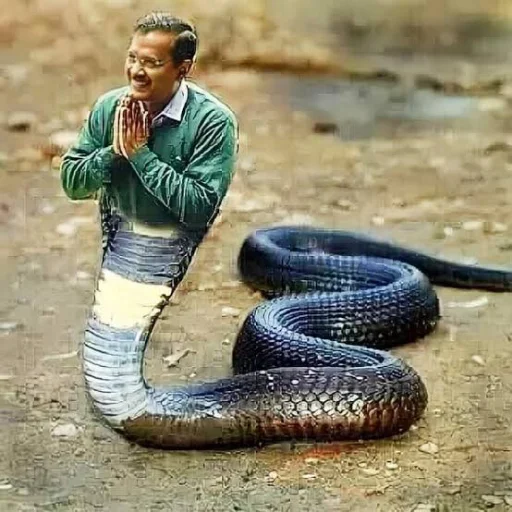 🐍 Стикер «Bhandara» для Telegram