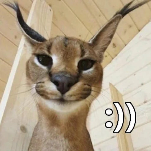 🐈 Стикер «Ебло» для Telegram