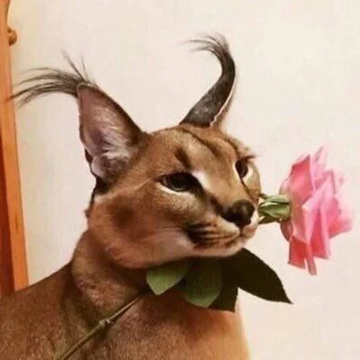 🌹 Стикер «Ебло» для Telegram