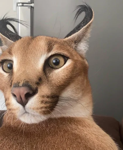😾 Стикер «Ебло» для Telegram