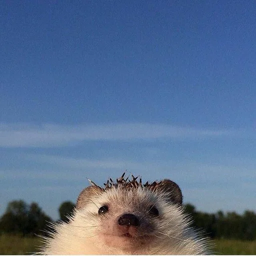 🦔 Стикер «Ебло» для Telegram