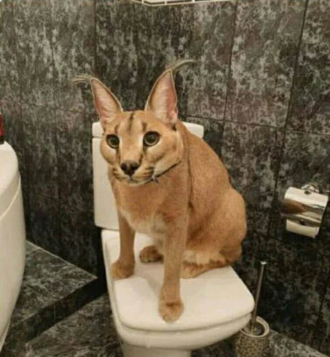 🚽 Стикер «Ебло» для Telegram