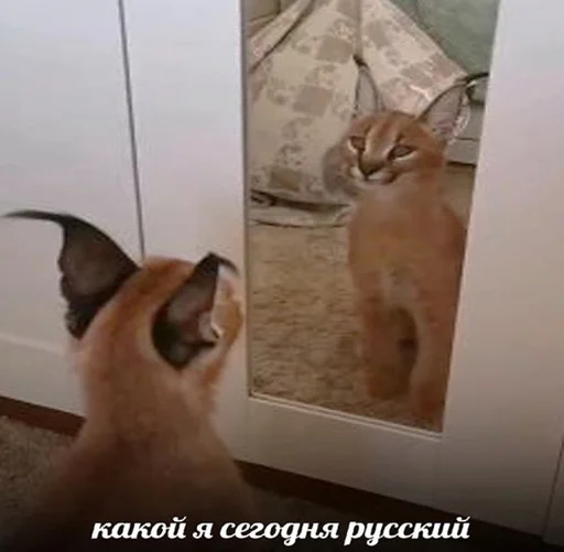 🙂 Стикер «Ебло» для Telegram