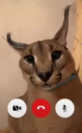 ☎️ Стикер «Ебло» для Telegram