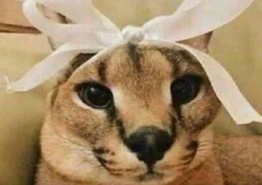🎀 Стикер «Ебло» для Telegram