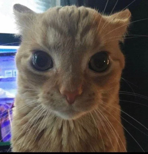 😺 Стикер «Ебло» для Telegram
