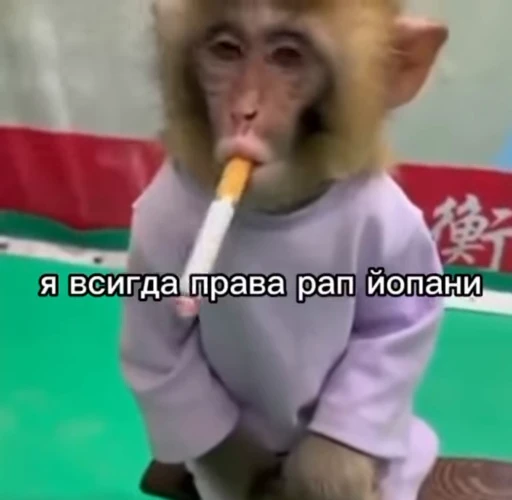 🌟 Стикер «БибиНевс» для Telegram