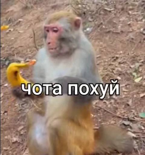 🌟 Стикер «БибиНевс» для Telegram