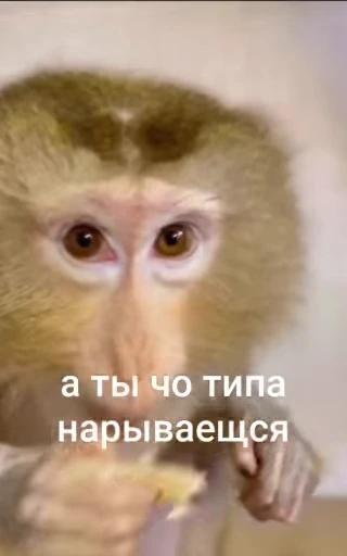 😤 Стикер «БибиНевс» для Telegram
