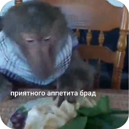 🥟 Стикер «БибиНевс» для Telegram