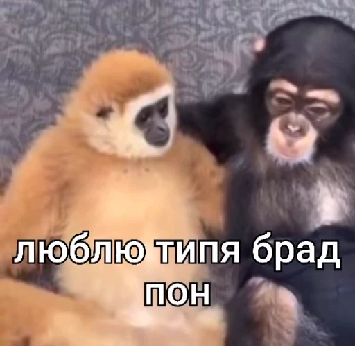 ❤️ Стикер «БибиНевс» для Telegram
