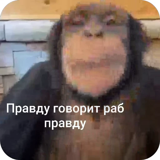🌟 Стикер «БибиНевс» для Telegram