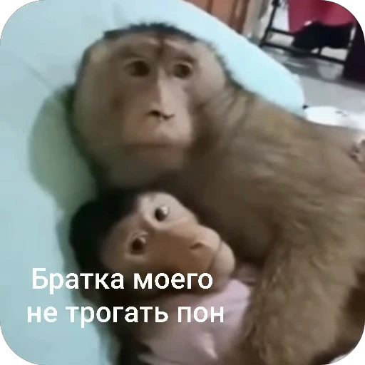 🤨 Стикер «БибиНевс» для Telegram