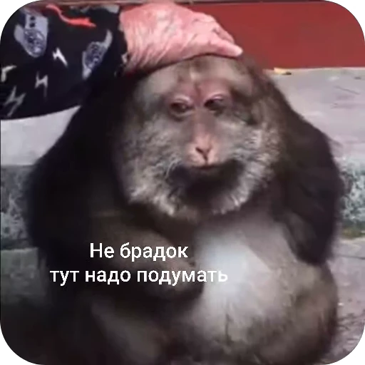 🤫 Стикер «БибиНевс» для Telegram