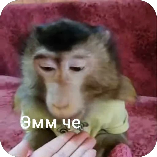 🧐 Стикер «БибиНевс» для Telegram