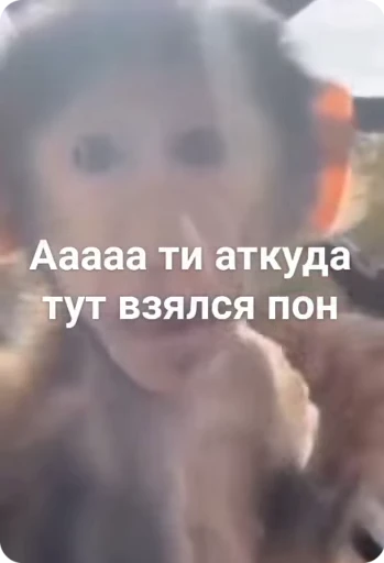 😱 Стикер «БибиНевс» для Telegram