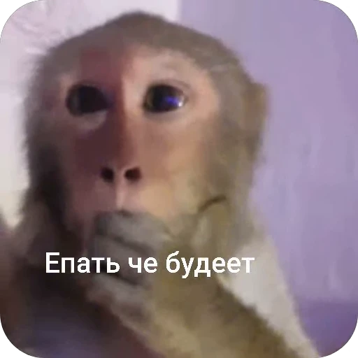🌟 Стикер «БибиНевс» для Telegram
