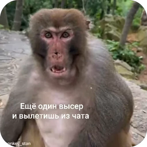🌟 Стикер «БибиНевс» для Telegram