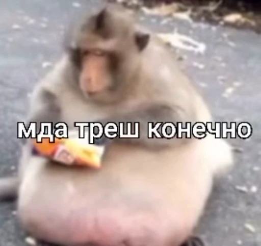 🌟 Стикер «БибиНевс» для Telegram