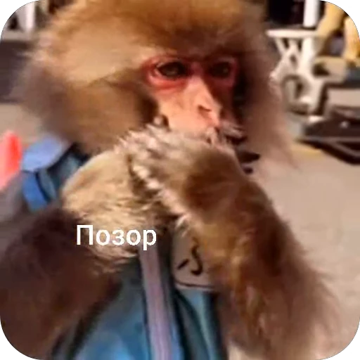 🌟 Стикер «БибиНевс» для Telegram