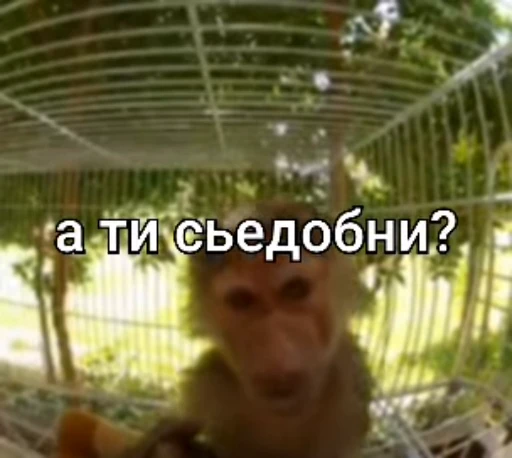😋 Стикер «БибиНевс» для Telegram