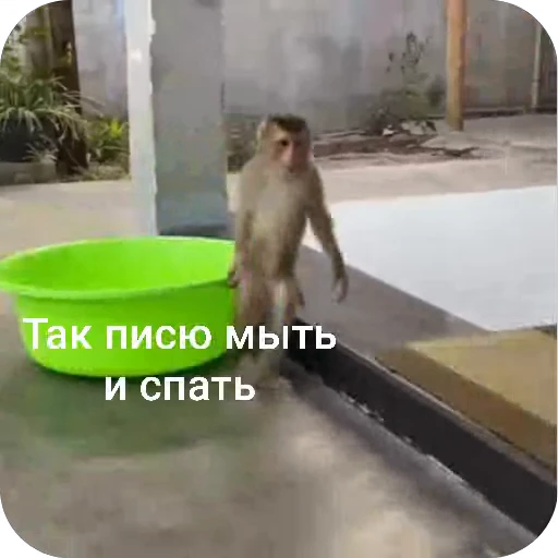 🛁 Стикер «БибиНевс» для Telegram