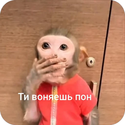 🌟 Стикер «БибиНевс» для Telegram